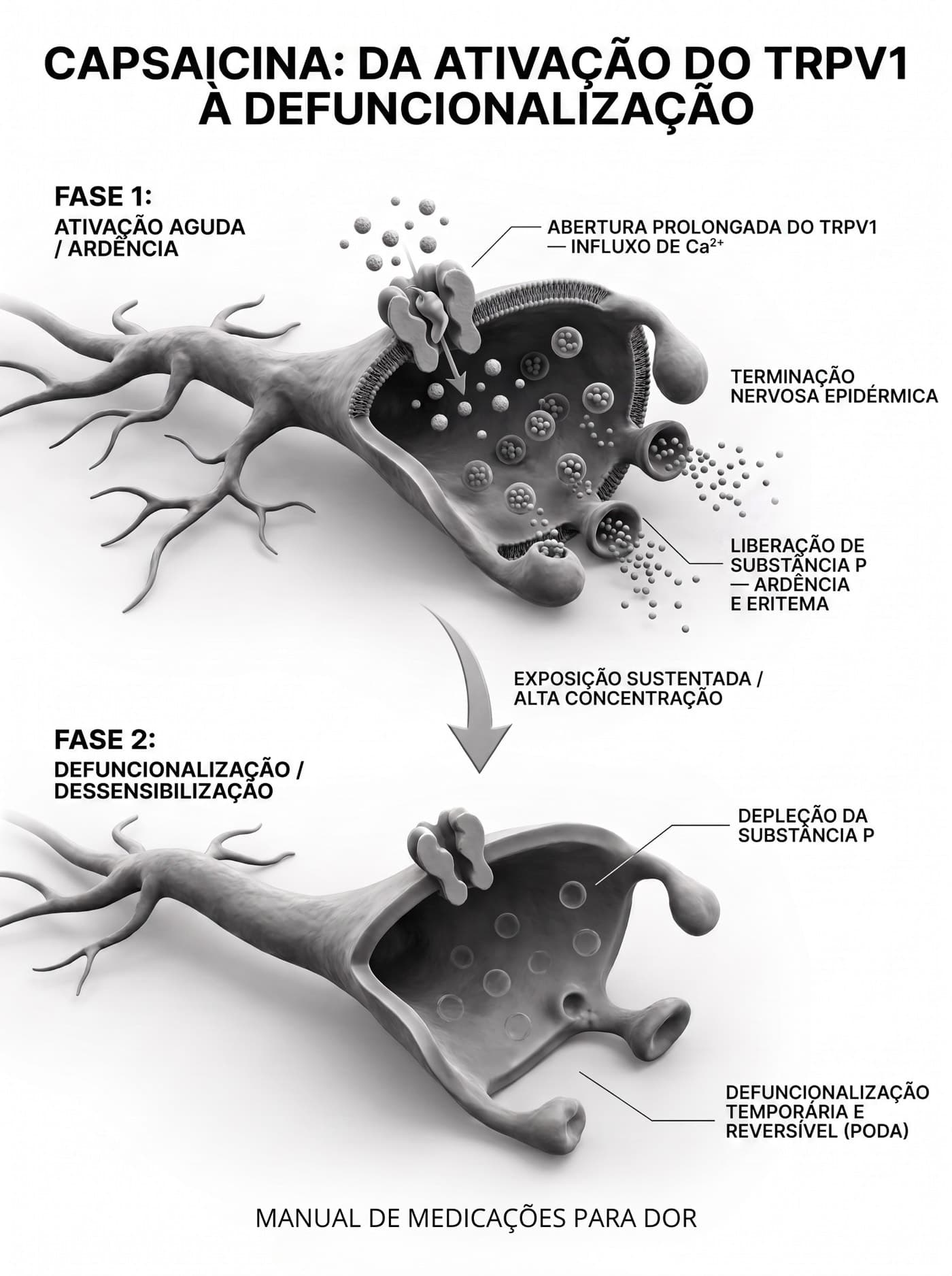 Esquema da ação da capsaicina sobre o receptor TRPV1, da ativação à defuncionalização